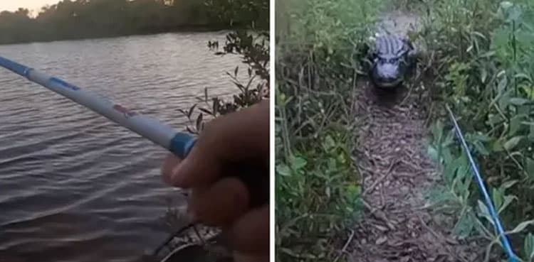 WATCH: Huge alligator emerges from lake, chases man