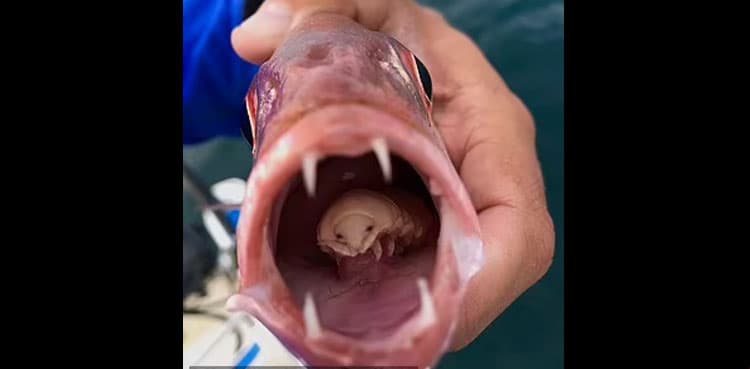 Tongue-eating louse found in the mouth of a fish, see photos