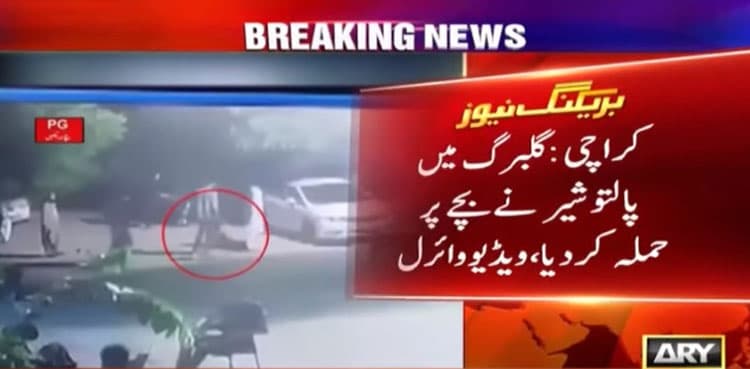 WATCH: Pet lion attacks boy in Karachi's Gulberg, video goes viral