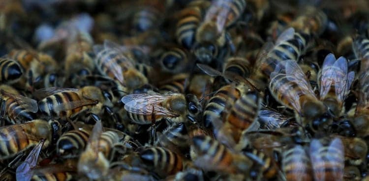 Texas man killed by swarm of ‘aggressive’ bees
