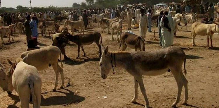 Pakistan govt allows donkey hides export under new trade policy
