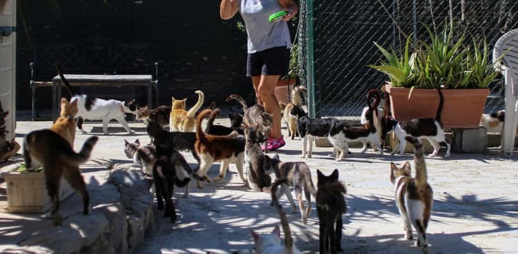 Cyprus turns haven for cat lovers with a million stray cats