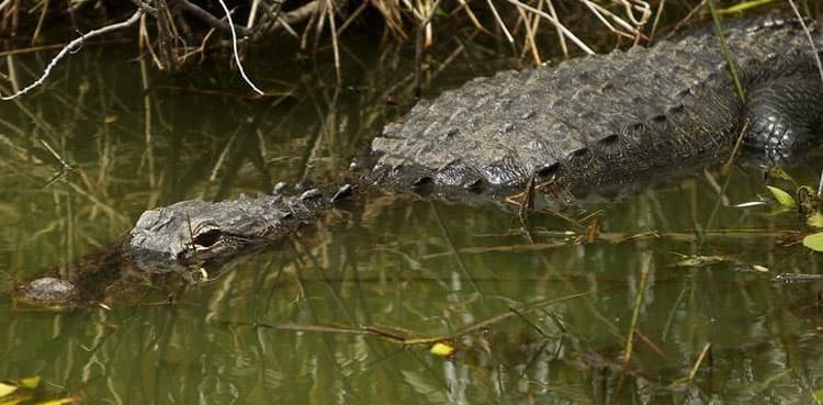 Man miraculously survives after bitten in head by alligator