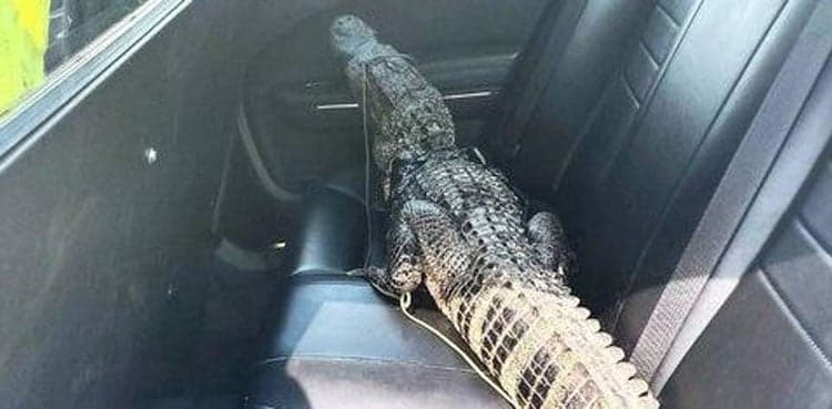 WATCH : Alligator gets ride in Florida deputy's car after trespassing on porch