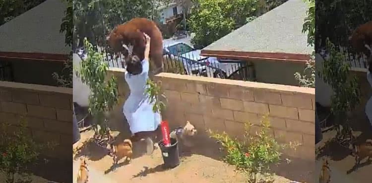 WATCH: Teen fights off bear to protect dogs