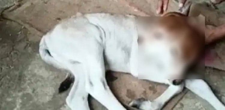 Mutant calf born with two heads, see pictures