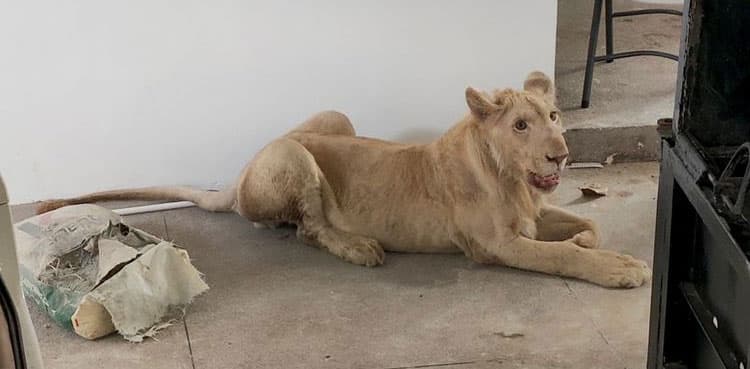 Declawed lion seized from home after appearance on TikTok