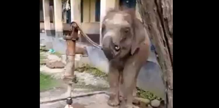 Baby elephant operates hand-pump to drink water, video goes viral    
