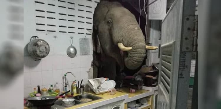 WATCH: Hungry elephant smashes through kitchen wall to steal bag of rice  
