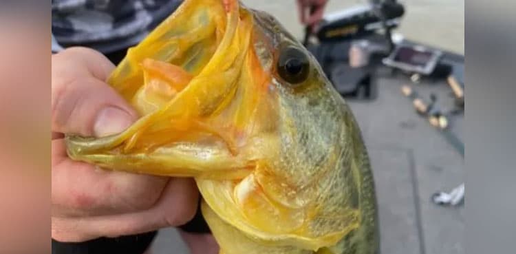 '1 fish in a million': Man lands rare 'golden' largemouth bass