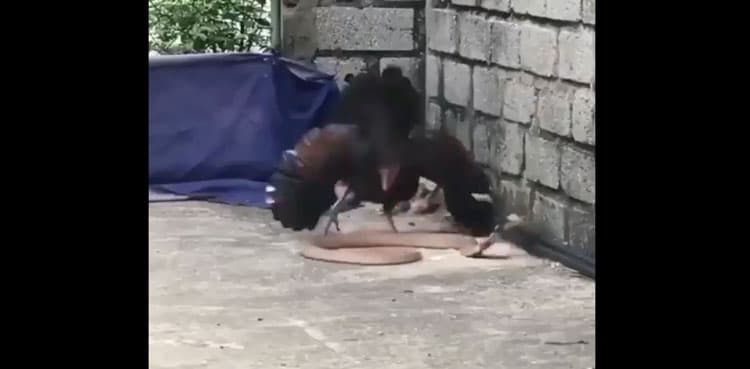 Mother hen fights off snake to protect her chicks, video goes viral