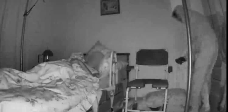 Chilling video shows mugger robbing 87-year-old disabled woman  