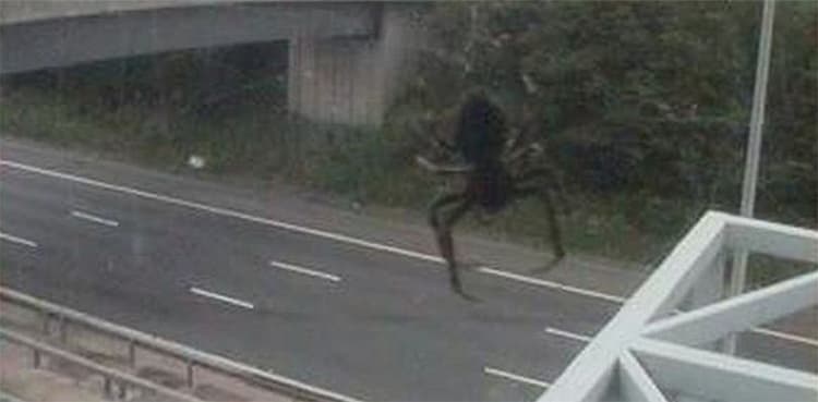 'Massive' spider dwarfing police car caught on camera