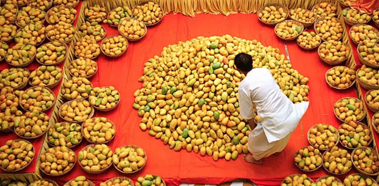 Sugar-free mangoes ideal for diabetics introduced in Pakistan