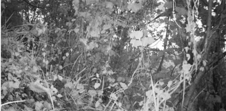 Netizens struggle to spot tiger in iconic forest image