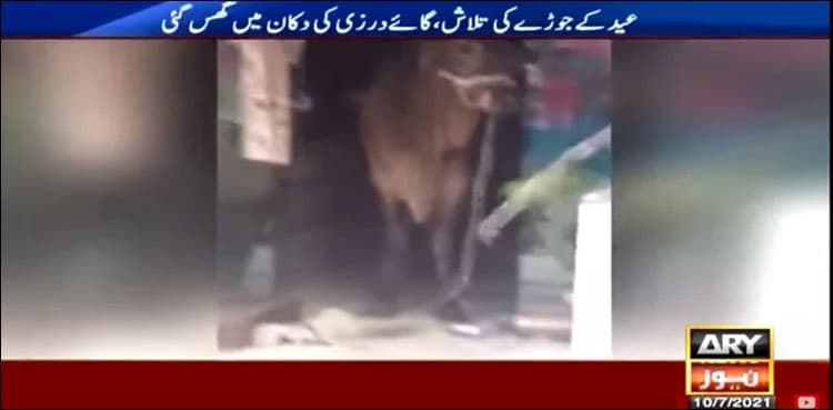 Cow storms tailor shop, video goes viral