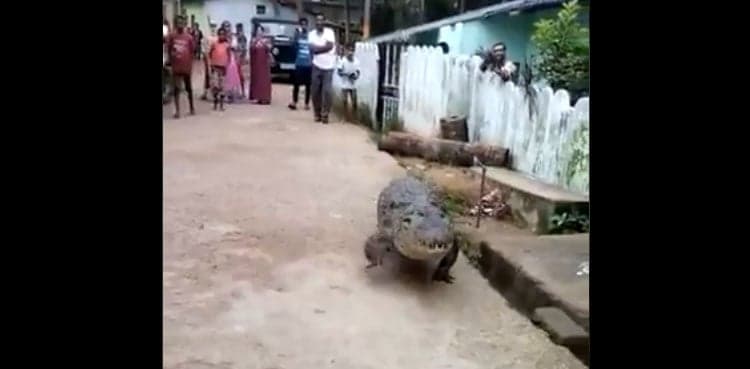 Terrifying video shows giant crocodile strolling through village