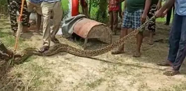 16-foot-long python found in sugarcane field
