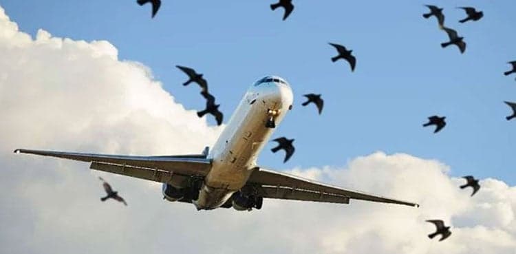 Istanbul-bound plane suffers bird strike at Lahore airport