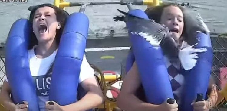 WATCH: Seagull hits teenager during slingshot ride