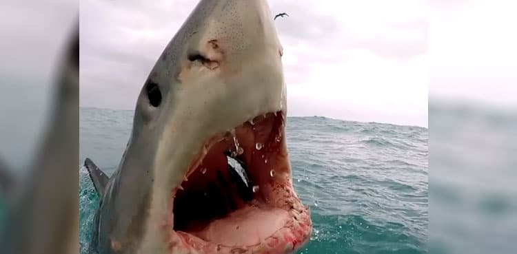 Real-life 'Jaws': Great white shark leaps out of sea, bears its teeth at a boat