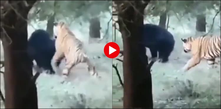 Watch: Bear sends tiger packing after it launches attack