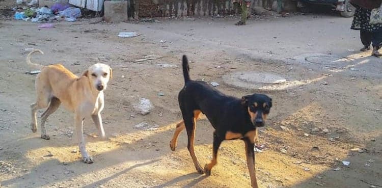Stray dog bites 15 people including children in Sindh's Larkana