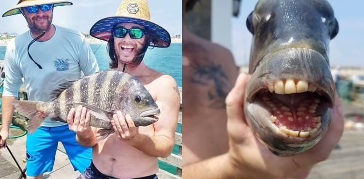 Man catches unusual fish with human-like teeth