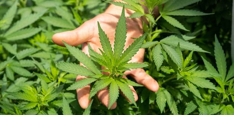 Govt devises Pakistan's first 'Bhang' policy