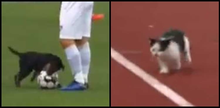 'Dognaldo', 'Catinho' invade football match, video goes viral