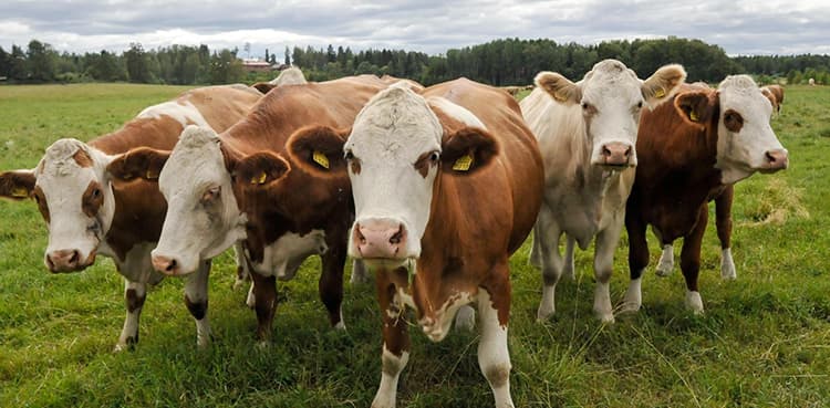 Foot and Mouth Disease: A Contagious Threat to Livestock