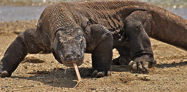 Komodo dragon, 2-in-5 shark species lurch towards extinction