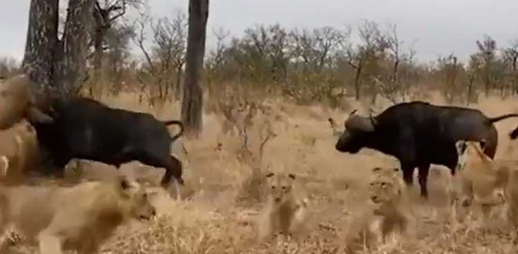 WATCH: Lions prove to be no match for buffaloes