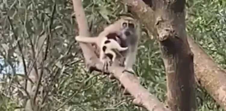 Wild monkey kidnaps puppy, holds it hostage for three days