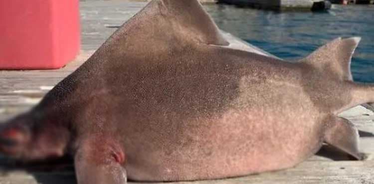 Weird looking shark leaves sailors baffled
