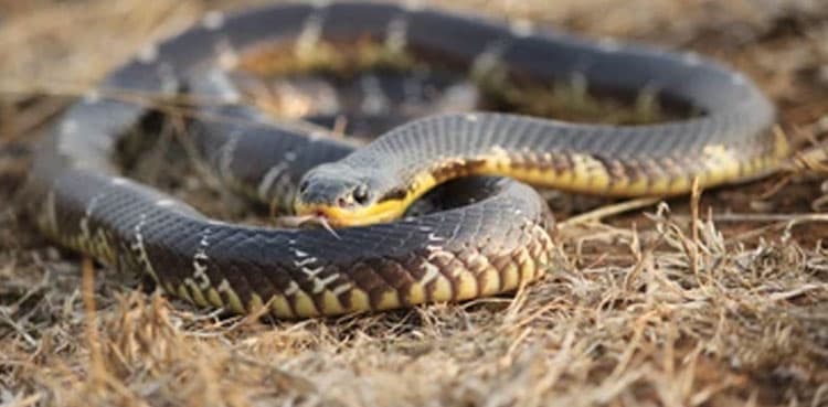 Watch: Venomous snake spotted in Margalla Hills