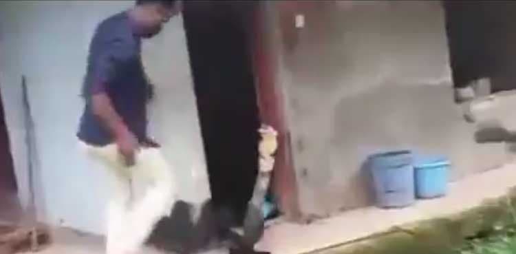 Viral video: Snake-catching attempt goes horribly wrong