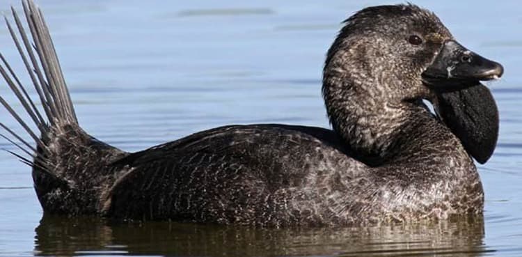 All jokes aside, scientists find talking duck