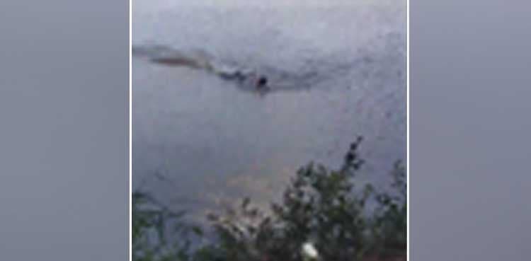Man bitten by alligator while swimming, video goes viral