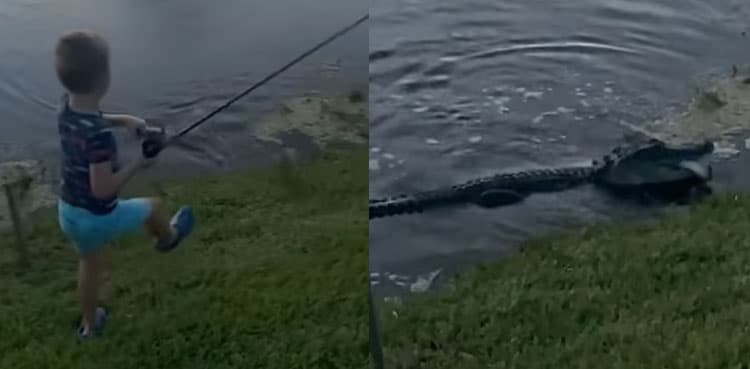 WATCH: Alligator rises out of water to snatch kid's fish and his pole