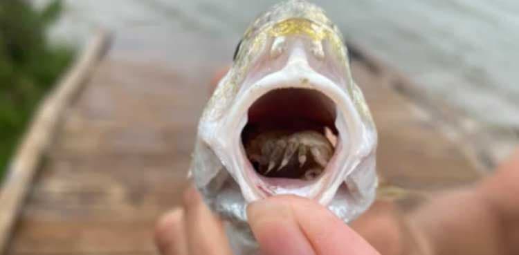Tongue-eating parasite found inside fish's mouth