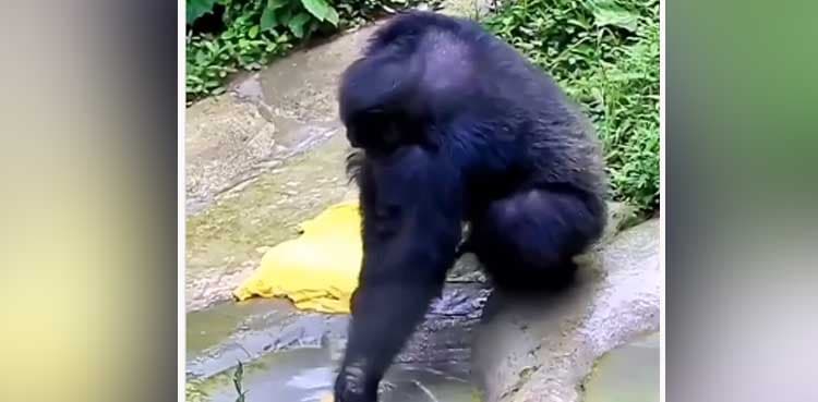 Chimpanzee washing clothes takes social media by storm