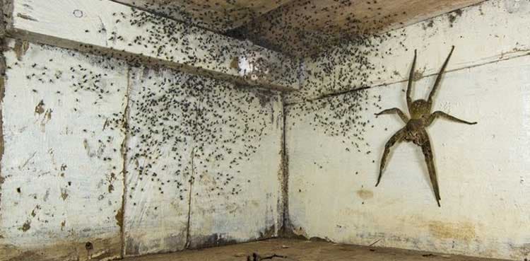 Man finds one of world's most venomous spiders breeding under his bed