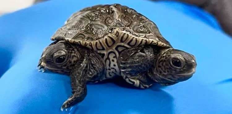 Two-headed turtle amazes netizens, pictures go viral