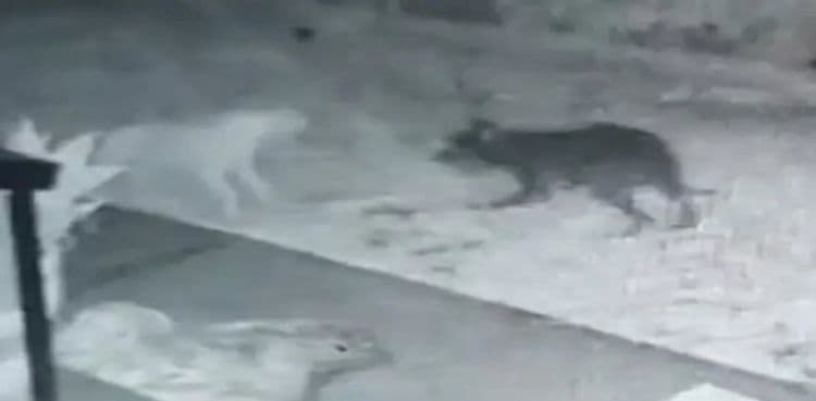 Man claims his security camera filmed ‘ghost dog’ playing with his pup