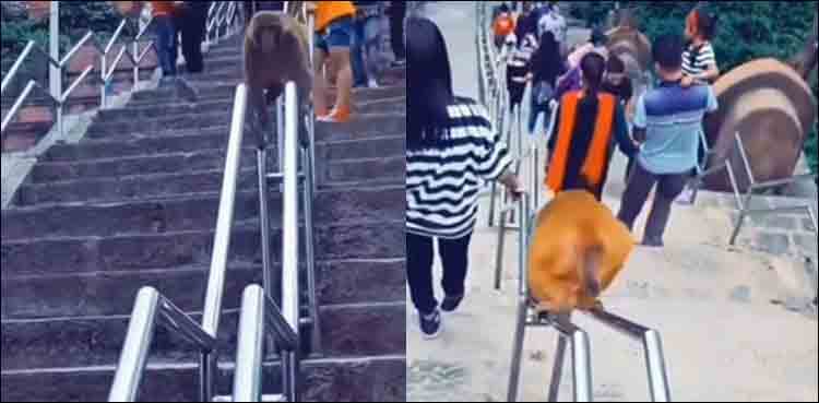 WATCH: Smart monkey finds Jugaad to get down from stairs quickly