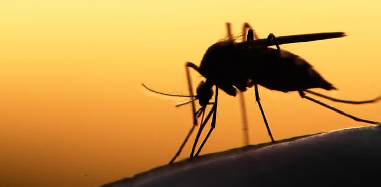 Islamabad reports 113 new dengue cases, tally crosses 1000