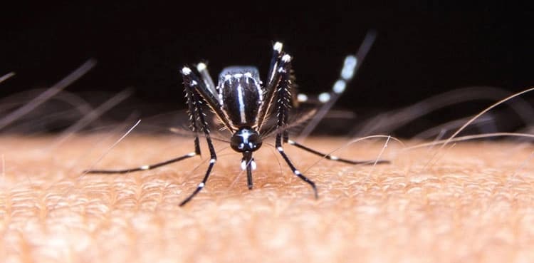 81 dengue fever cases, two deaths in Punjab