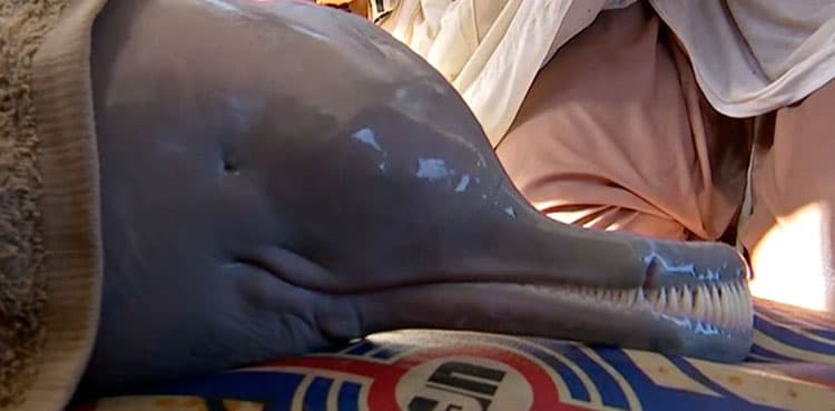 Dolphin that strayed is moved to sanctuary in Sindh