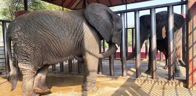 Karachi's four elephants in good health, German doctor informs SHC
